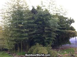 Image result for Justicia phyllostachys