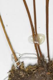 Image result for Elaphoglossum kivuense