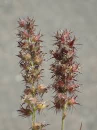 Image result for Cenchrus