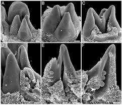 Image result for Hypolytrum goetghebeur