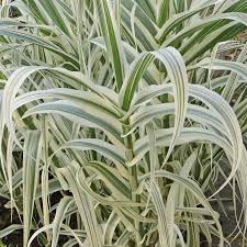 Image result for Arundo donax