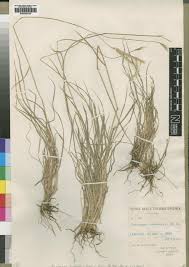 Image result for Andropogon amethystinus