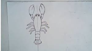 Allow each set of lines to meet in a sharp point. How To Draw A Crayfish Easy Drawing