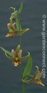Stream Orchid Plantguide Forest Garden Centre Matlock