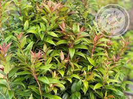 Image result for Habrochloa bullockii