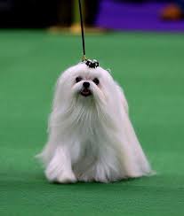 Find qualified vets online in islamabad, karachi, lahore, and other cities for all pets including dogs, cats, birds, fishes, and others. Pets And Vets Islamabad Petslover