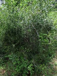 Image result for Scutia myrtina