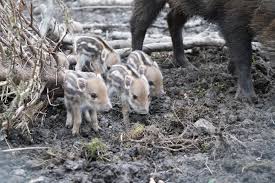 Wenn in den berliner kleingärten ruhe einkehrt, kommen die schweine. Im Wisentgehege Haben Die Wildschweine Nachwuchs