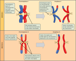 Dephosphorylation of the mitotic in meiosis, there are two phases of telophase i and telophase ii. The Process Of Meiosis Openstax Biology 2e