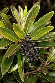 Image result for Ozoroa