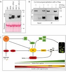 A wide variety of led grow light controller options are available to you, such as lighting solutions service, warranty(year), and wattage. O Glycosylation Of Spl Transcription Factors Regulates Plant Developmental Transitions Downstream Of Mir156 Biorxiv