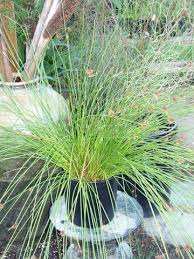 Image result for Isolepis