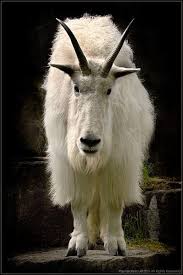 Rocky Mountain Goat Oreamnos Americanus Mountain Goat Goats Animals Wild