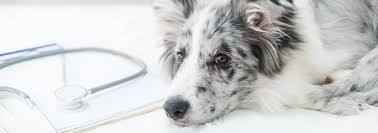 2009 report of the committee on infectious diseases. Hund Tierarztpraxis Werl