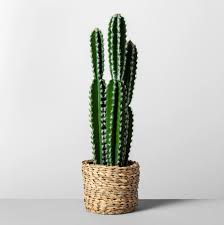 Altman plants assorted live cactus collection mini real cacti for planters or gifts, 2.5 inch,4 pack. 30 Things For Your Home You Don T Have To Spend Your Whole Paycheck On Artificial Cactus Faux Cactus Cactus