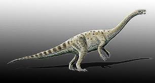 Image result for Dinophora