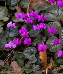 Pin Auf Gartenpfanzen