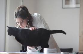 The more signs you pick up on, such as excessive thirst, weight loss and poor appetite, the more likely it is the cat has an underlying problem that needs treatment What To Do If Your Cat Vomits Frequently