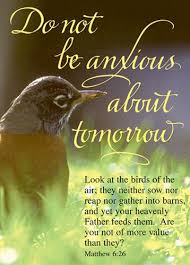 Look At The Birds Of The Air Nlt 13764ud Scripture Quotes Daily Scripture Biblical Quotes