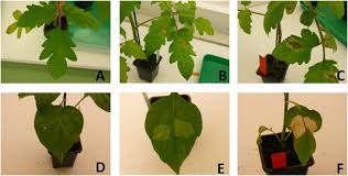 Image result for tomato seedling xanthomonas vesicatoria