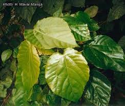 Image result for Alchornea cordifolia