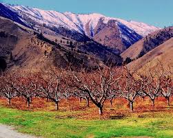 Wenatchee Apple Orchard By Karolina Wenatchee Experience Nature Outdoorsy