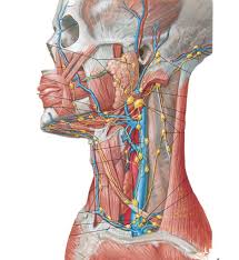 This article will describe the anatomy and clinical notes of the lymph nodes and vessels of the head, neck and arm. 50 Anatomy Lymph Nodes Of The Head Neck Diagram Quizlet