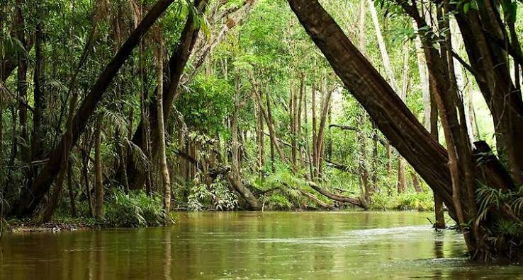 Amazing and Interesting Facts and General Knowledge Story about Amazon Jungle Forest, Read best news | Amazon: દિવસે પણ નથી પ્રકાશ, ઝેરીલા જાનવરો, કીડીનો ડંખ પણ લાગે ગોળી જેવા, -અમેઝૉનના ...