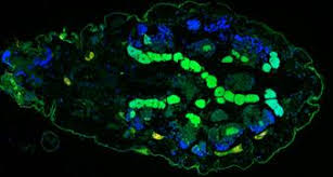 Image result for Buchnera affinis