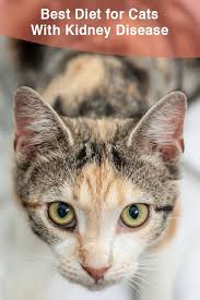 Best Diet For A Cat With Kidney Disease That Mutt Cat Kidney Kidney Disease Recipes What To Feed Cats
