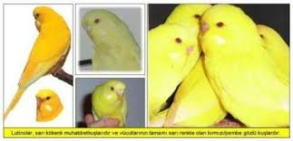 Cipetpet Cipetpet Kus Evi Gonderiler Facebook
