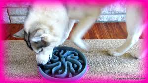 Slow dispensing feeding dog puzzle toy $22.83 $46.62. Husky Eats Too Fast Slow Feed Bowls Slo Bowl Youtube