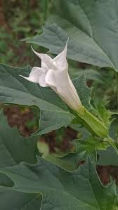 Image result for Datura ferox