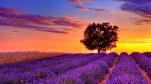 Káº¿t quáº£ hÃ¬nh áº£nh cho CÃ¢y oáº£i hÆ°Æ¡ng trÃªn tuyáº¿n ÄÆ°á»ng Provence-Alpes-CÃ´te d'Azur, PhÃ¡p