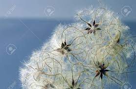 Check spelling or type a new query. Seed Heads With Silky Appendages Of Clematis Vitalba Traveller S Stock Photo Picture And Royalty Free Image Image 74047196