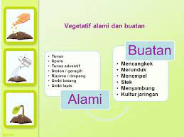 Perkembangan Vegetatif Tumbuhan Ppt Download