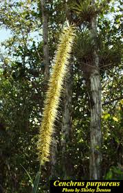 Image result for Cenchrus purpureus