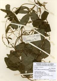 Image result for Teramnus uncinatus