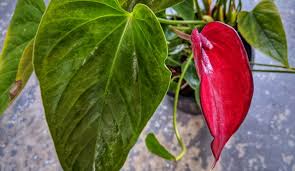 Image result for Araceae