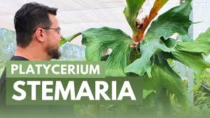 Image result for Platycerium stemaria