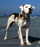 Chance American Bulldog Puppies American Bulldog Bulldog Breeds