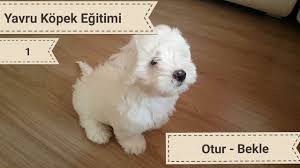 Yavru Kopek Egitimi 1 Otur Bekle Itaat Terrier Youtube