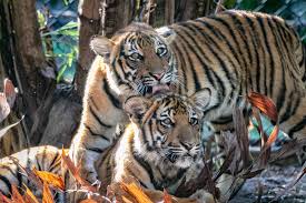 There are 2 springbok tiger jigsaw puzzles here. Jigsaw Puzzles Tigers Jigsaw Puzzle