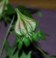 Image result for Hibiscus surattensis