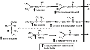 metabolic pathway of branched chain amino acids degradation