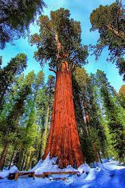 General Sherman Largest Living Thing On Earth Sequoia National Park Not All Who Wander Are L National Parks Sequoia National Park California National Parks