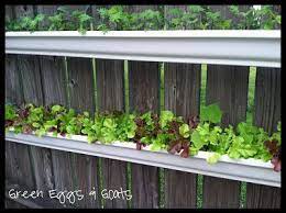 Grow Lettuce In Gutter Gardens Gutter Garden Growing Food Plants