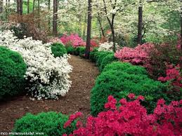 Azalea And Boxwood Loveliness Beautiful Gardens Gorgeous Gardens Garden Flower Beds