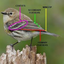 Check spelling or type a new query. How To Use Wing Structure To Identify Birds