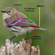 We did not find results for: How To Use Wing Structure To Identify Birds